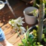 Nothoscordum bivalve Flor