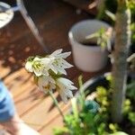 Nothoscordum bivalve Blodyn