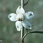Delphinium gypsophilum Flower