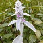 Stachys byzantinaKwiat