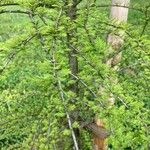 Larix laricina Листок