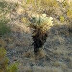 Cylindropuntia bigelovii ᱥᱟᱠᱟᱢ