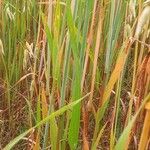 Avena sativa Blad