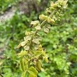 Ocimum kilimandscharicum Leaf