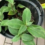 Persicaria campanulata Leaf