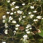 Ranunculus fluitans Hábitos