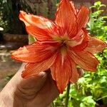 Hippeastrum puniceum Floare