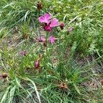 Dianthus carthusianorum Hábito