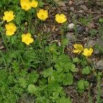 Ranunculus spicatus Celota