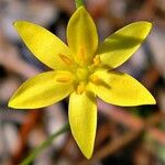 Hypoxis juncea Flower