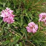 Valeriana tuberosa Lapas