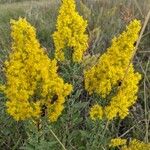 Solidago speciosa 花