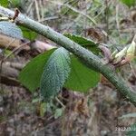 Rubus macrophyllus Blad