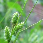 Carex hirsutella عادت