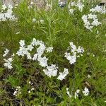 Solanum laxumFlor