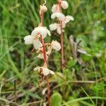 Pyrola rotundifoliaFlower