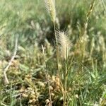 Polypogon maritimus برگ