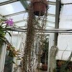 Ceropegia linearis Συνήθη χαρακτηριστικά