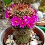 Mammillaria spinosissimaFiore