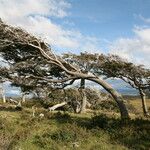 Nothofagus pumilio 其他