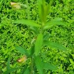 Crotalaria juncea Blatt