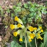 Primula verisKwiat