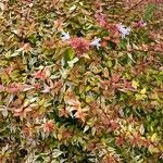 Abelia grandiflora Folha