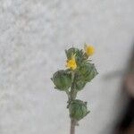 Linaria simplex Fruit