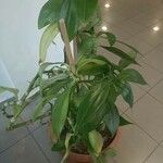 Cheilocostus speciosus Blatt