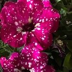 Petunia x atkinsiana പുഷ്പം