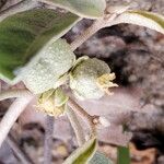 Croton californicus