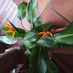 Strelitzia reginaeLorea