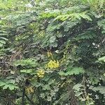 Caesalpinia decapetala Habitus