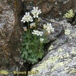 Draba dubia Hábito