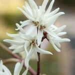 Chionanthus mala-elengi Flor