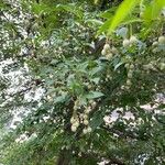 Styrax japonicusFruit