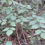 Aralia spinosa Blatt