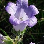 Campanula speciosa Flor