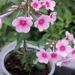 Phlox maculata Hoja