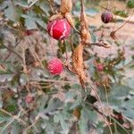 Diplocyclos palmatus Fruit