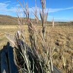 Andropogon gerardi Leaf