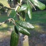 Quercus fusiformis Leaf