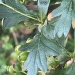 Crataegus monogyna Blad