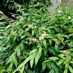 Cotoneaster salicifolius Leht