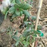 Arctostaphylos pajaroensis Leaf