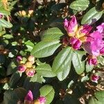 Rhododendron lapponicum পাতা