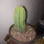 Isolatocereus dumortieri Hoja