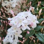 Jasminum polyanthum Flower