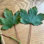 Acer pseudoplatanus Blad