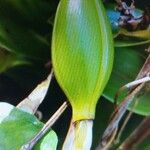 Epidendrum difforme Фрукт